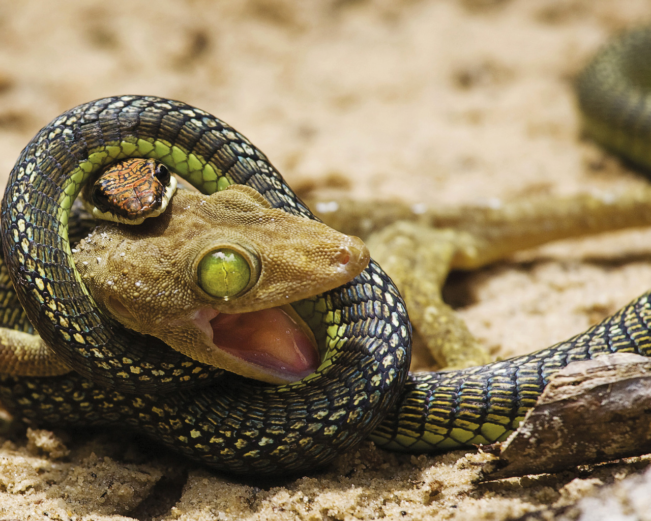 Ящерица против змеи