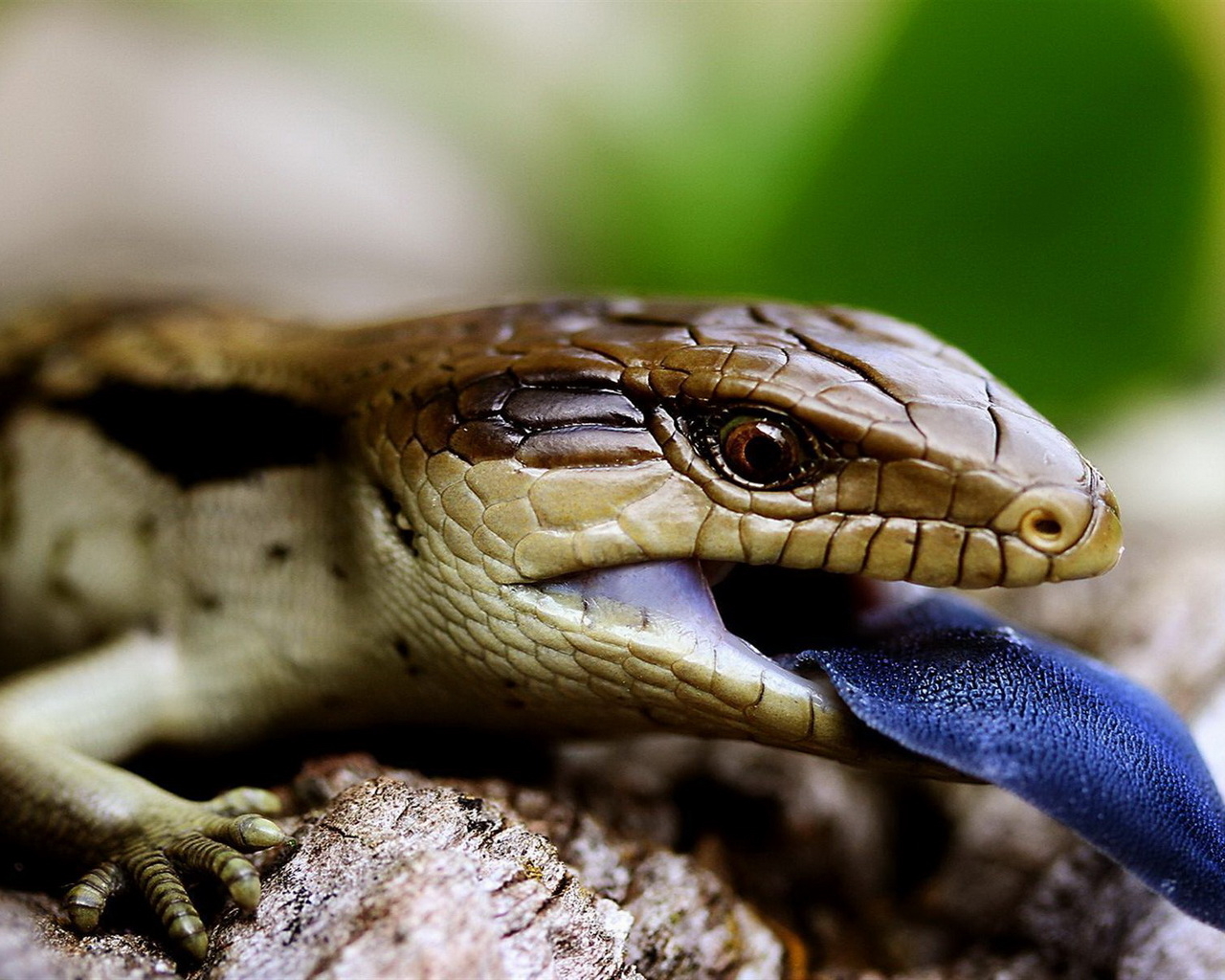 Ящерица с синим языком