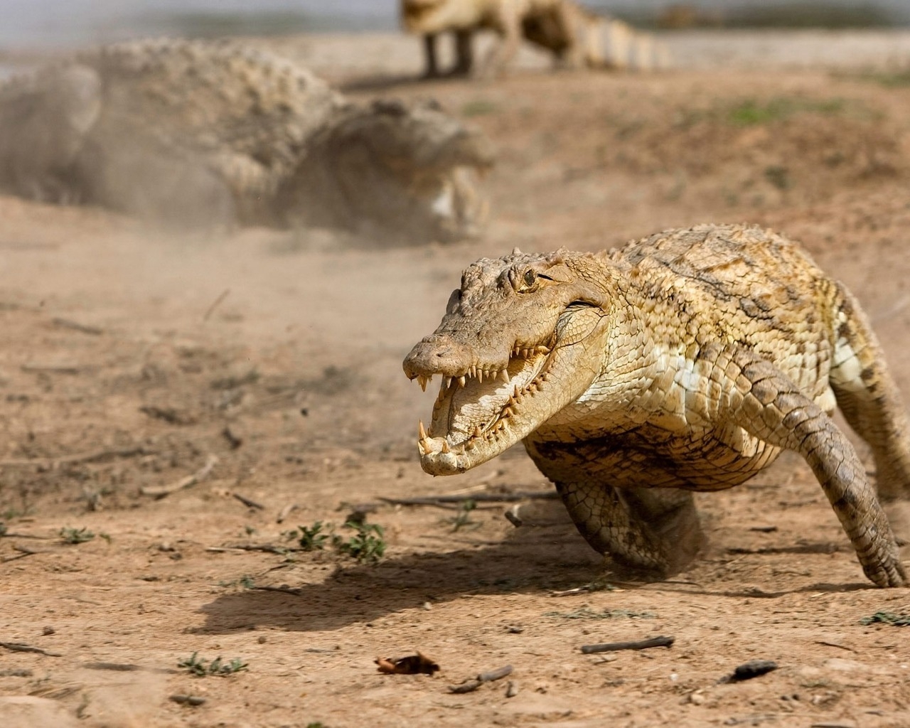 Бегущий аллигатор