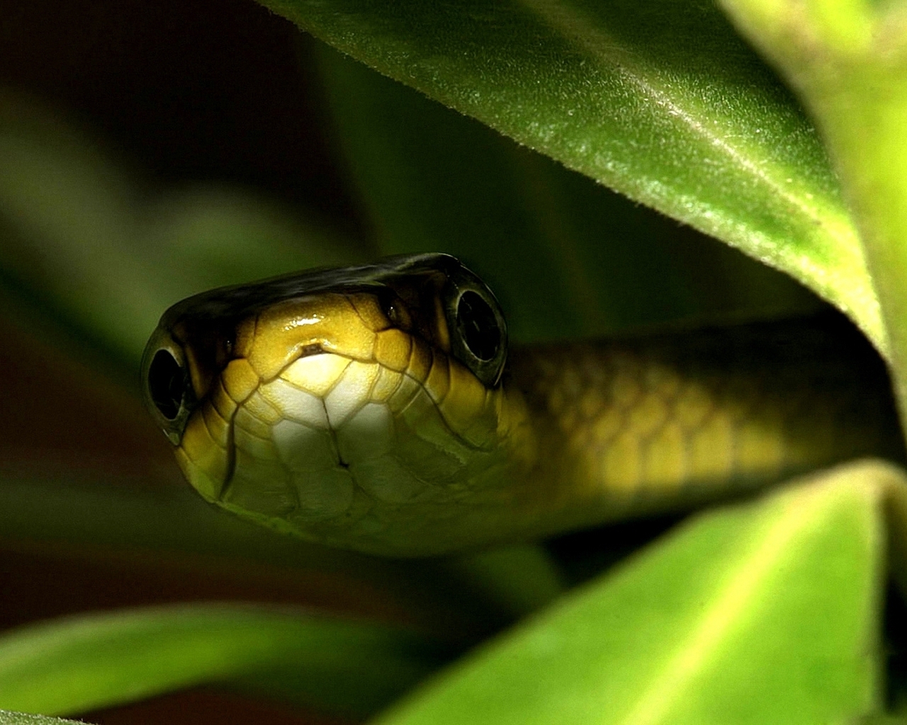 Змея в траве