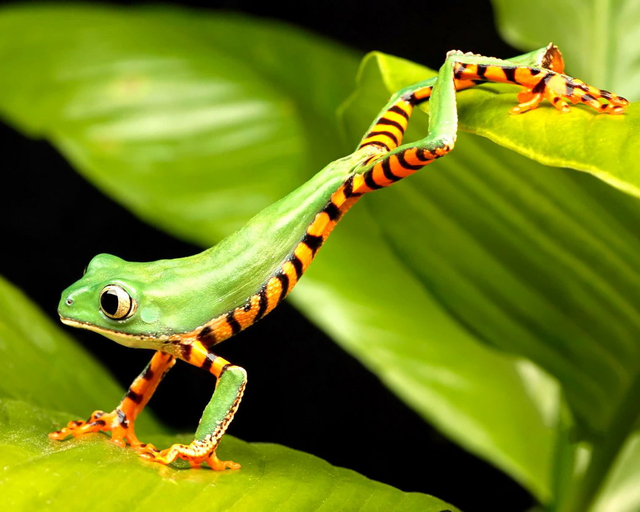 Полосатая лягушка