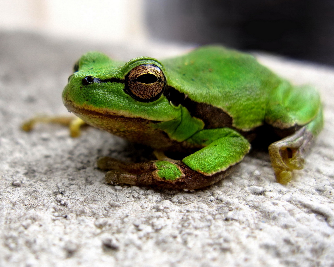 Зеленая лягушка
