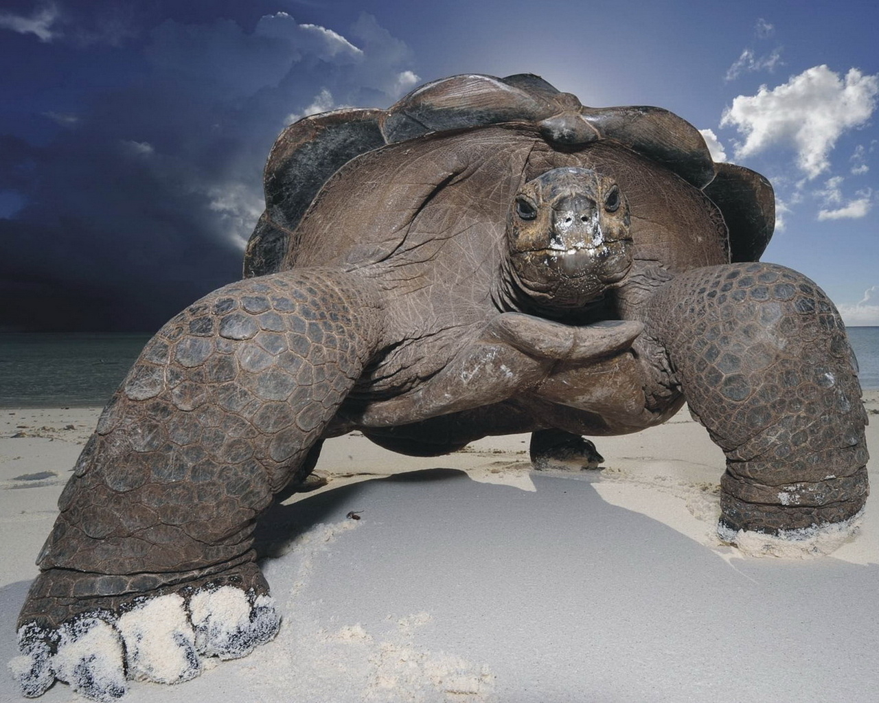 Морская черепаха