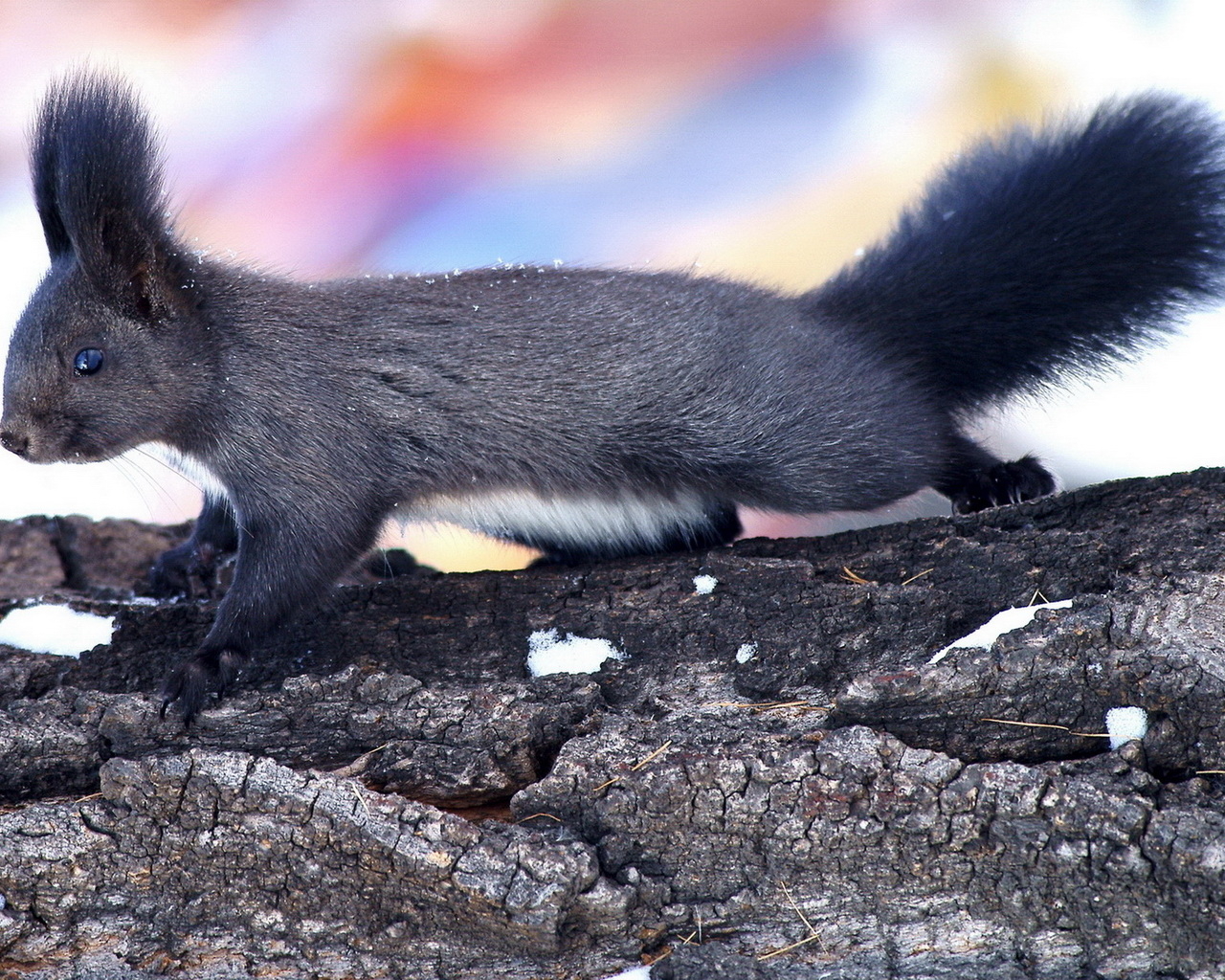 Пушистая белка