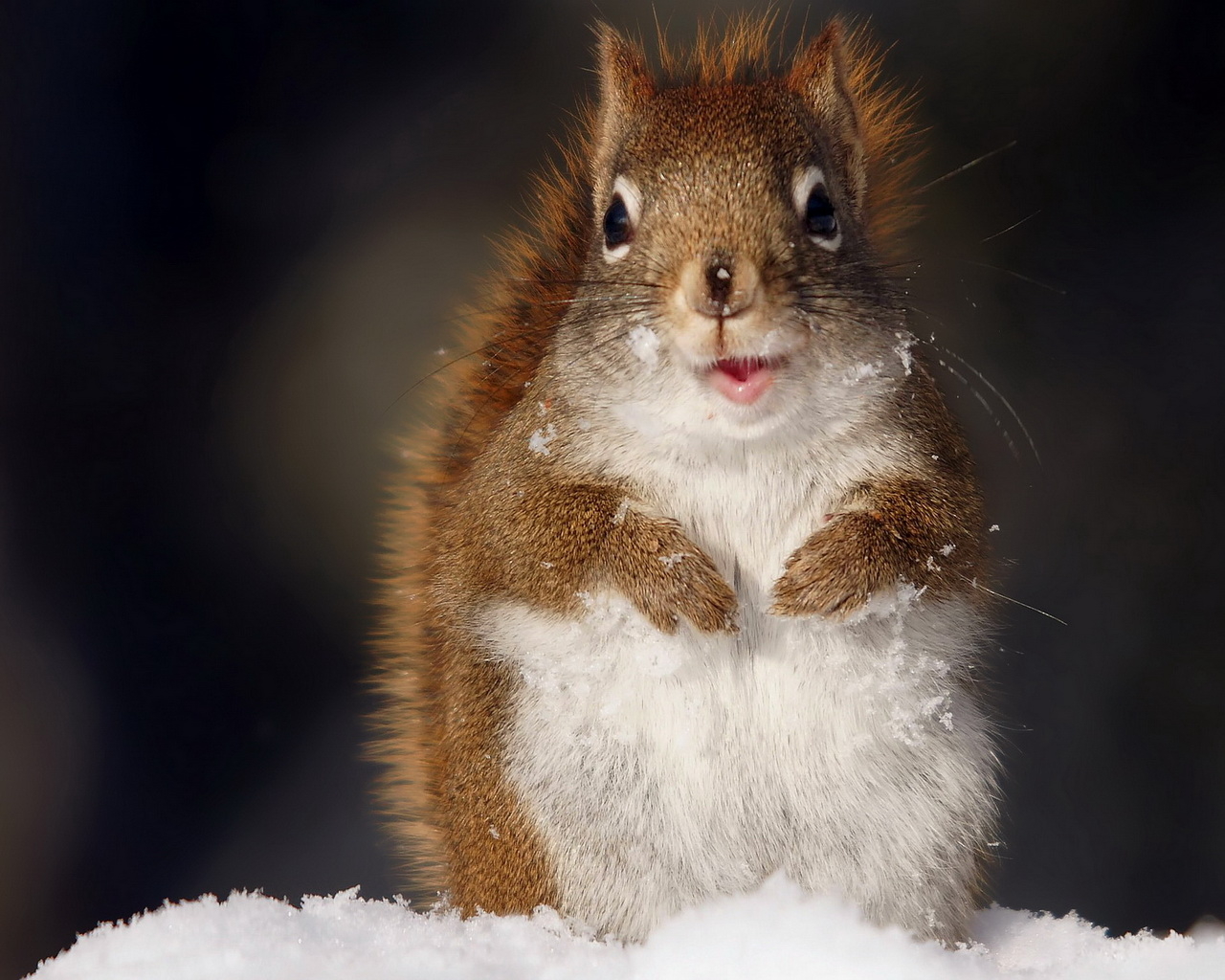 Забавная белка