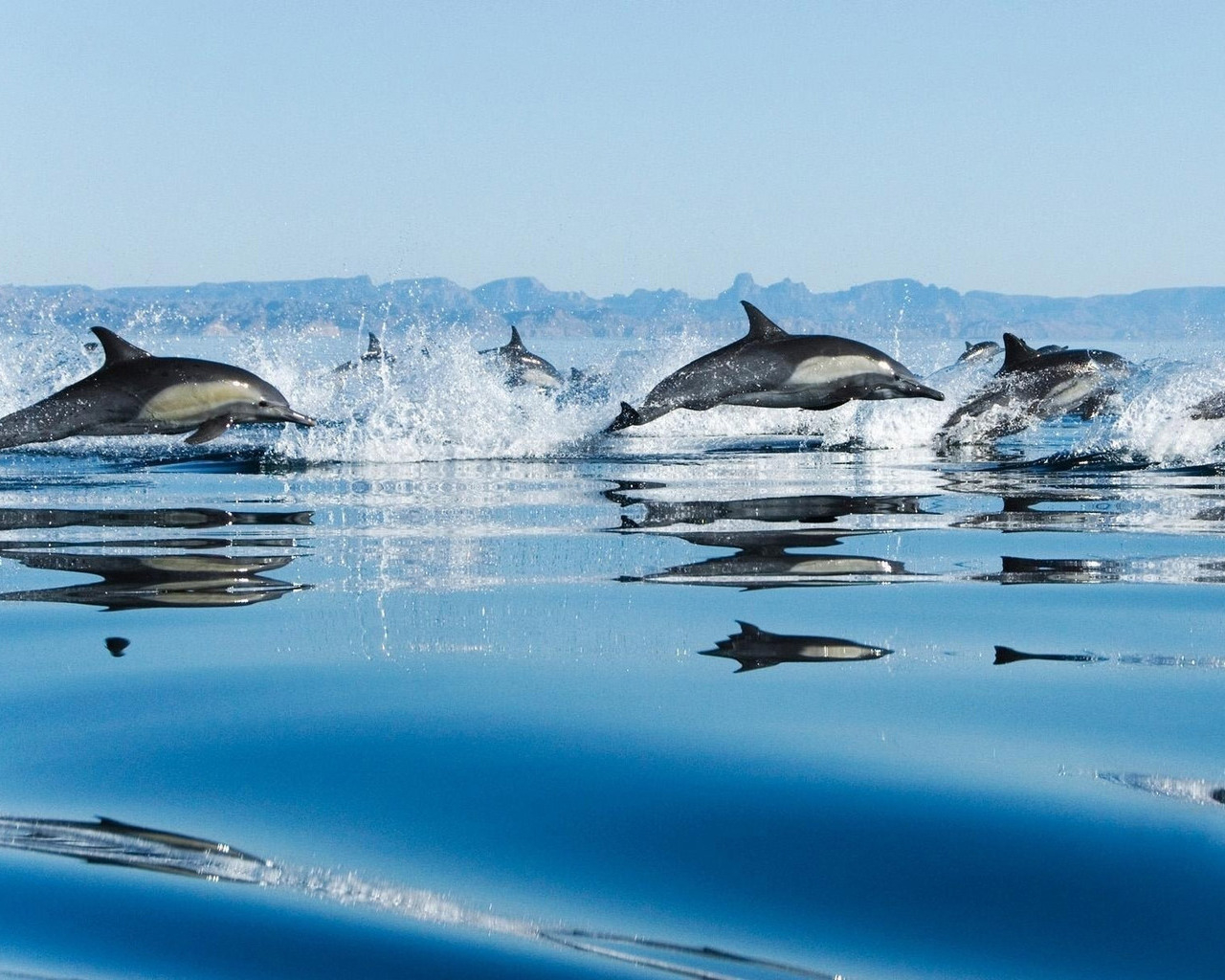 Дельфины