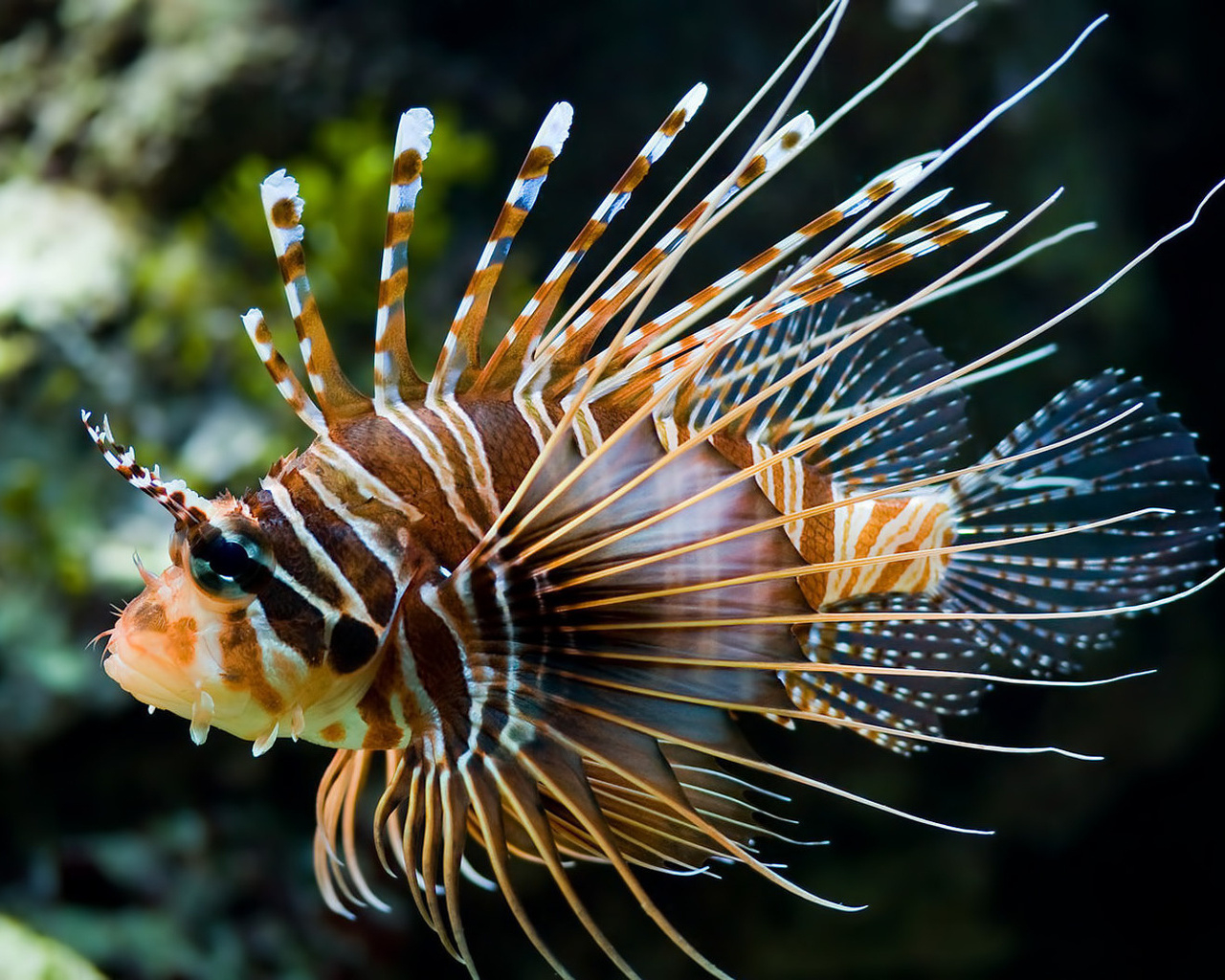 Рыба - Зебра