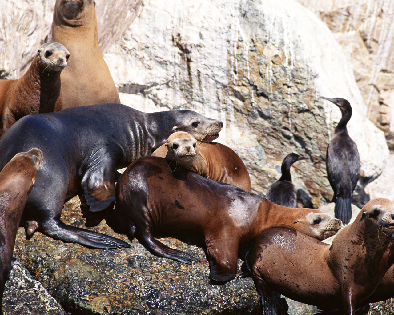 Морские котики