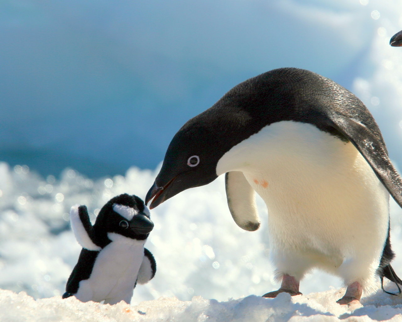 Пингвин и игрушка
