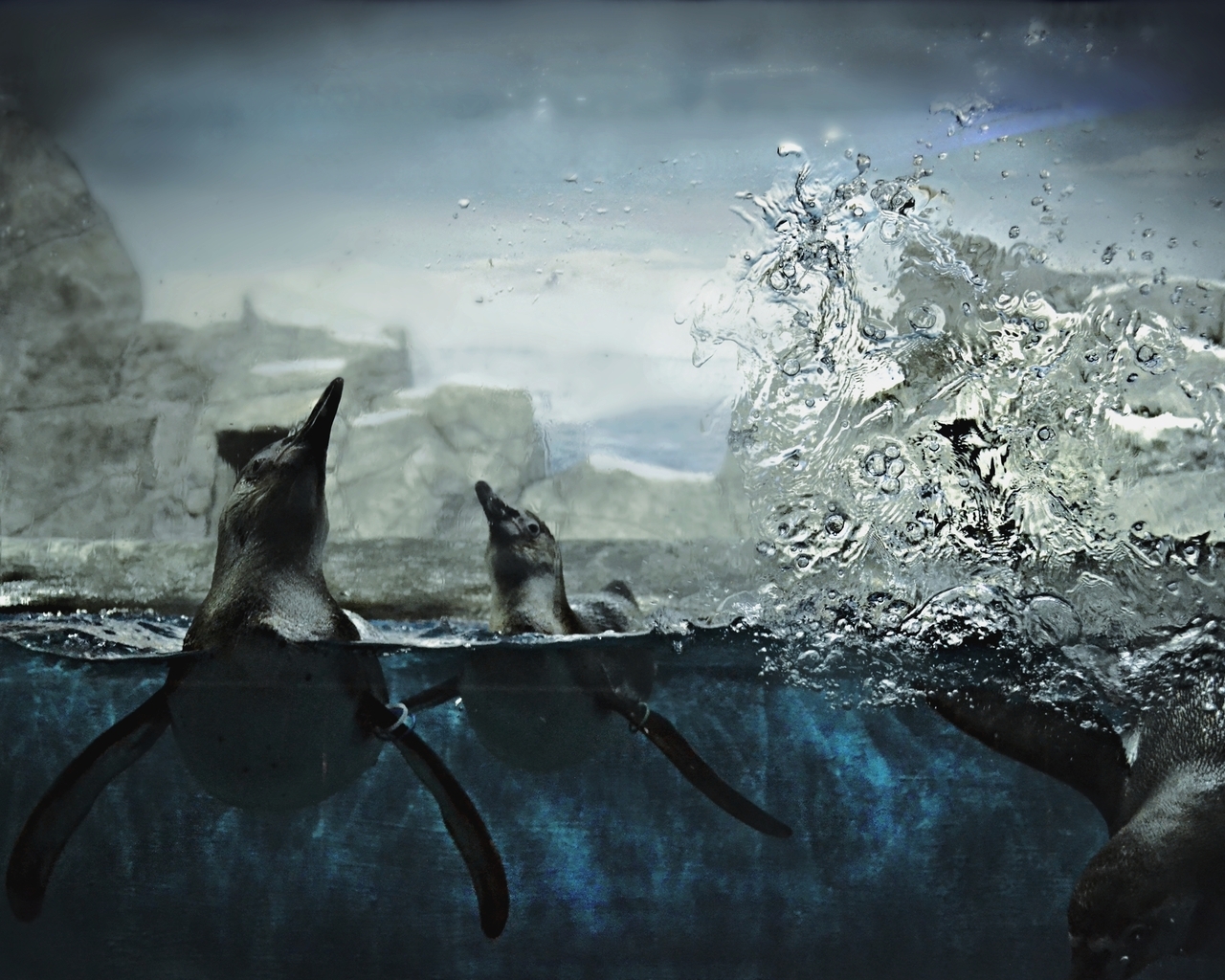 Пингвины в воде