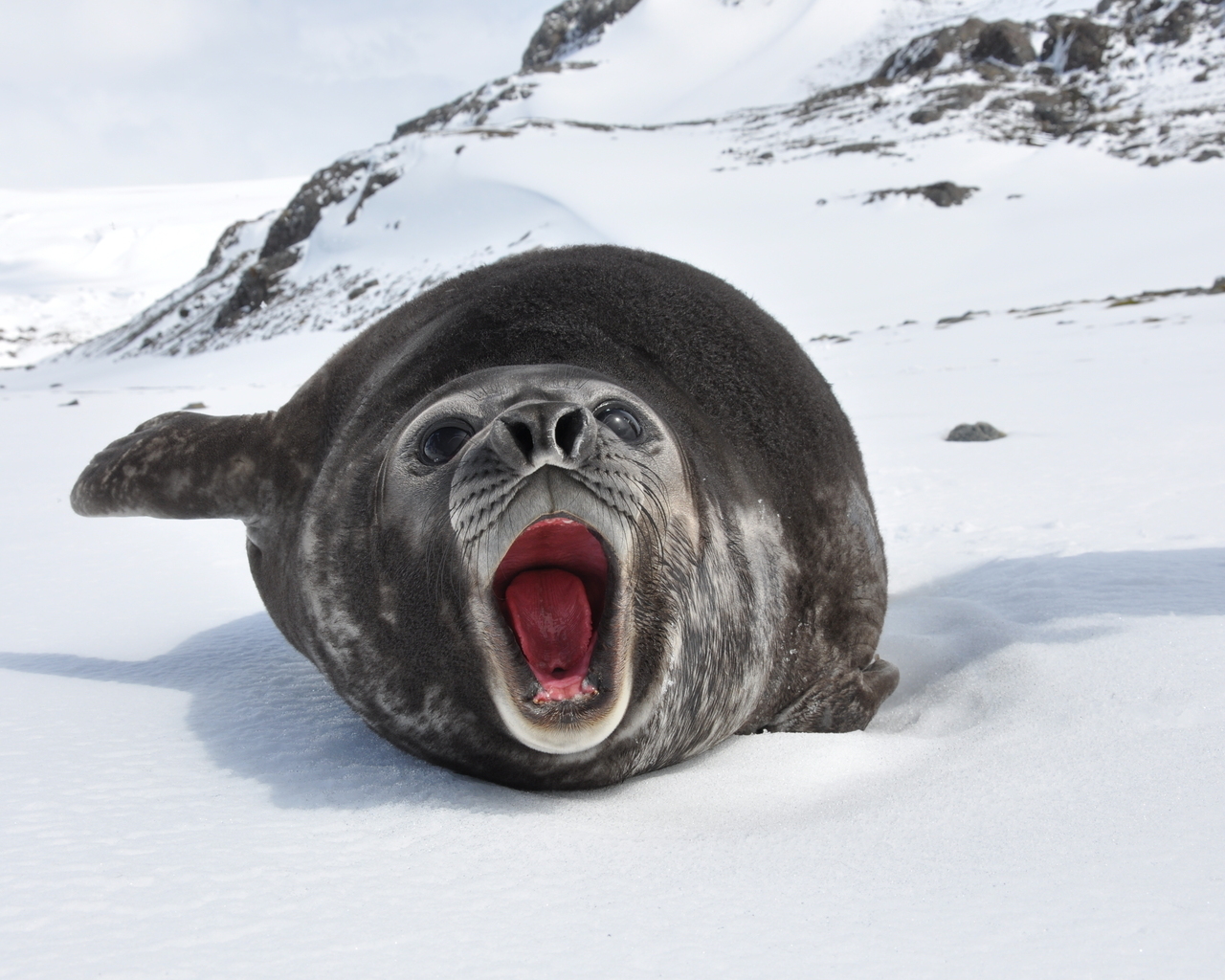 Морской слон