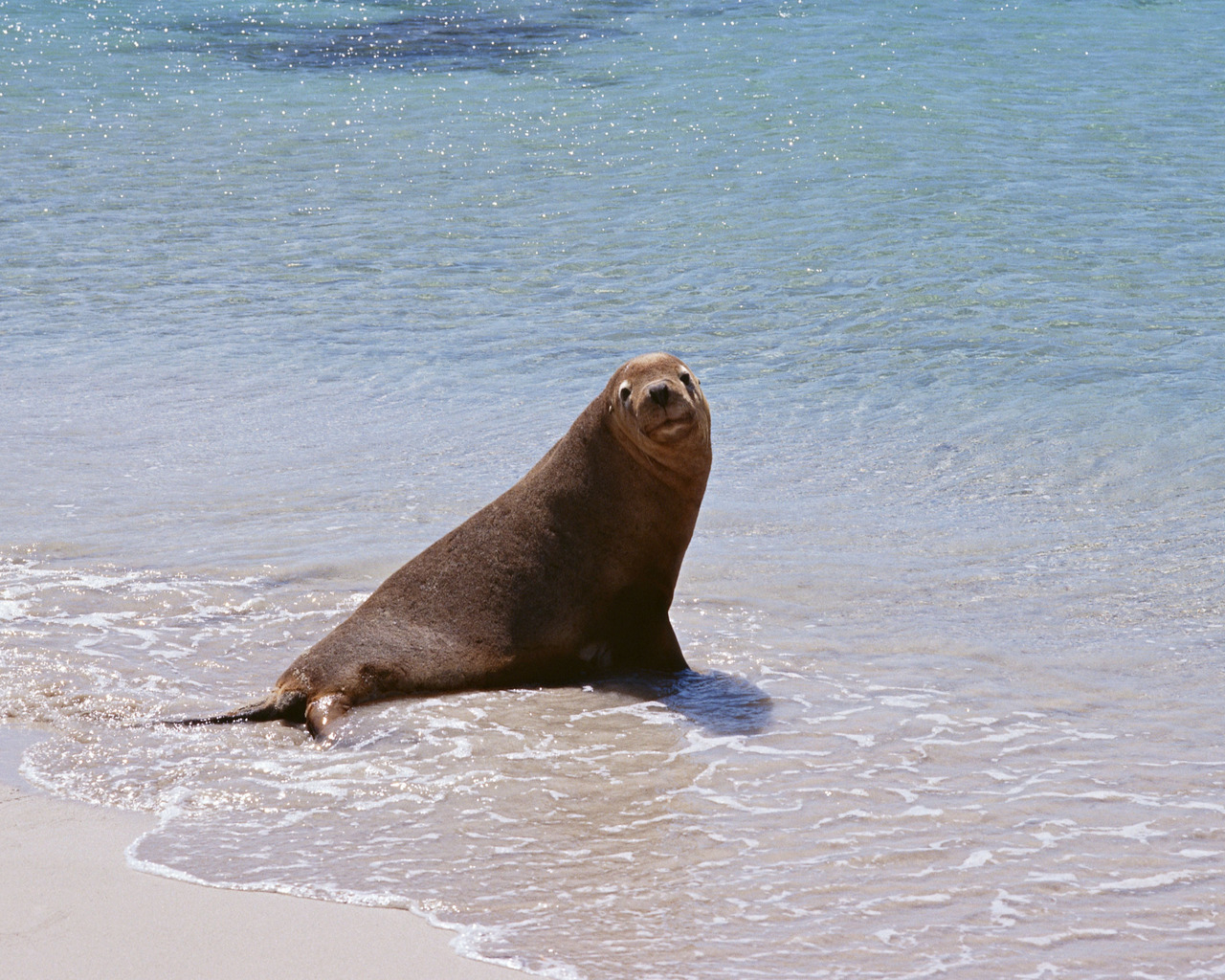 Морской котик