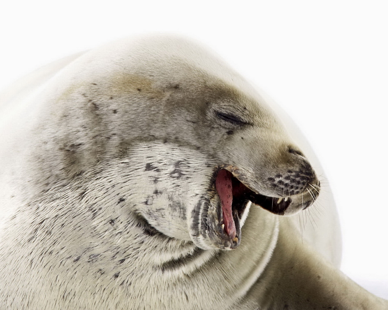 Морской котик