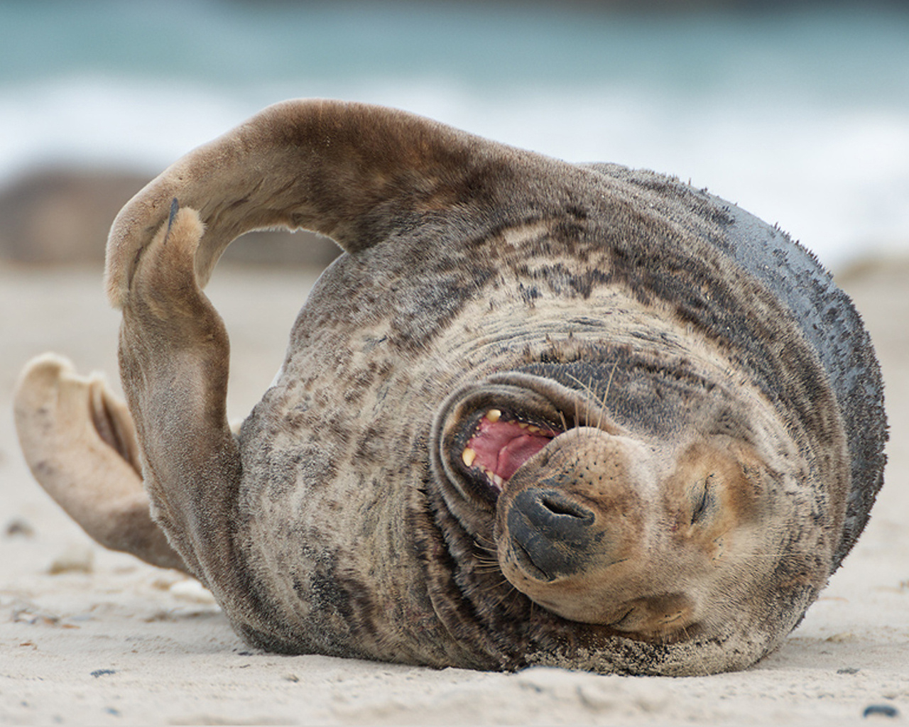 Тюлень на пляже