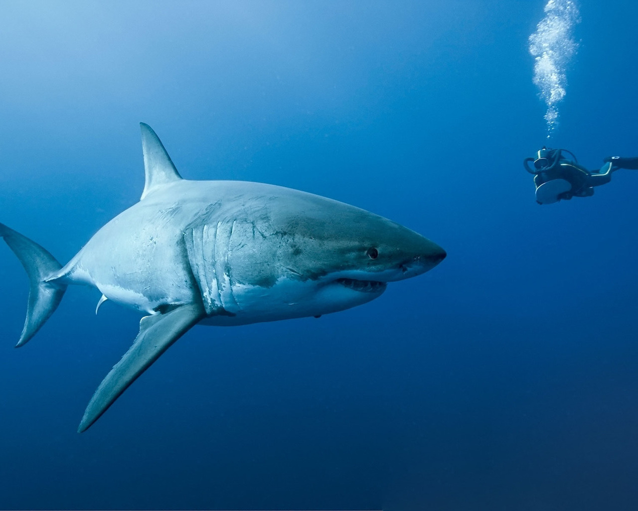 Акула на охоте