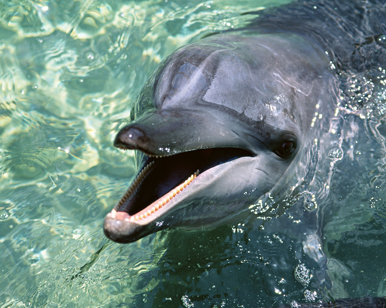 Зубастый дельфин