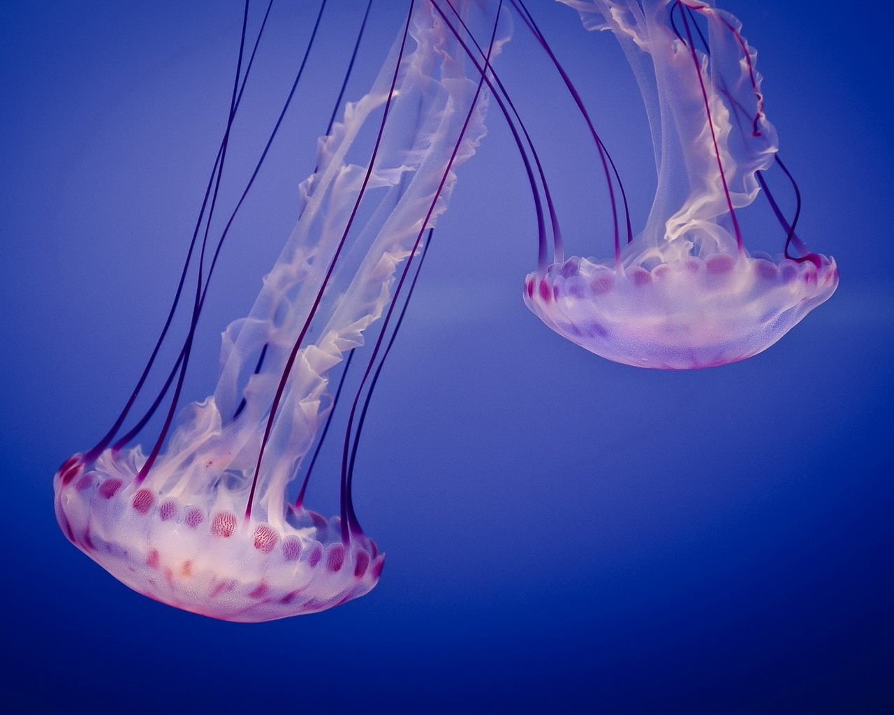 Две медузы