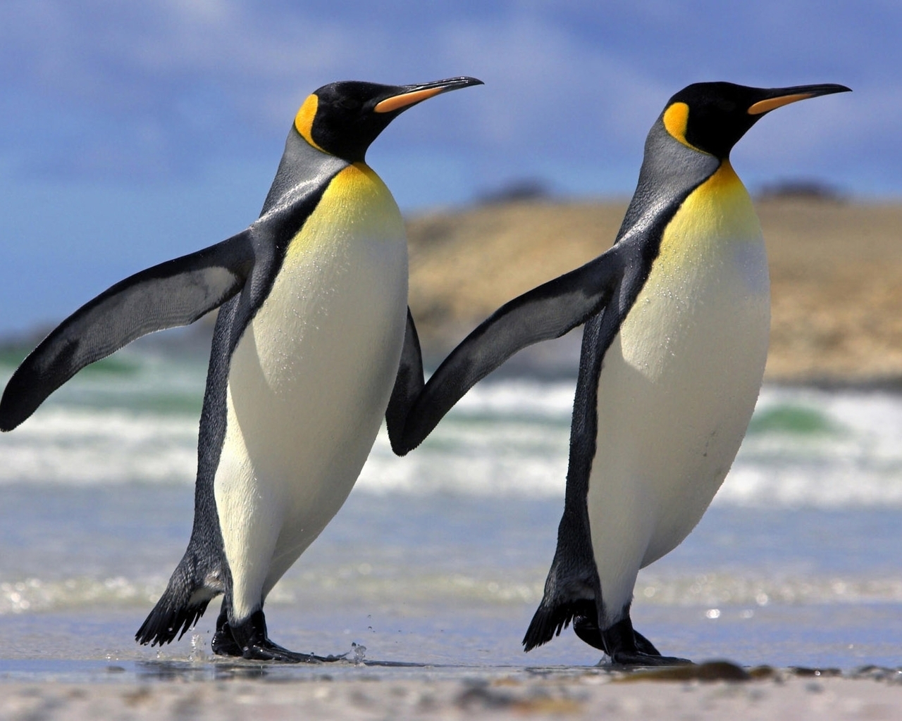 Два пингвина