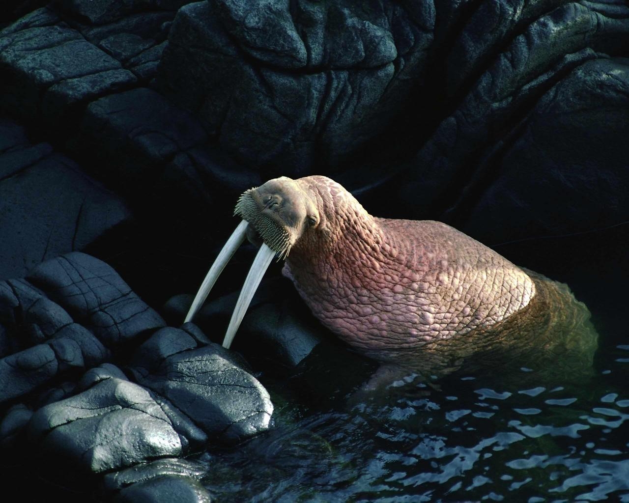 Морж на камнях