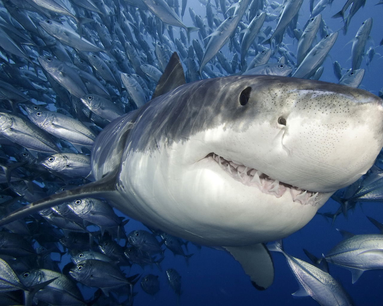 Белая Акула