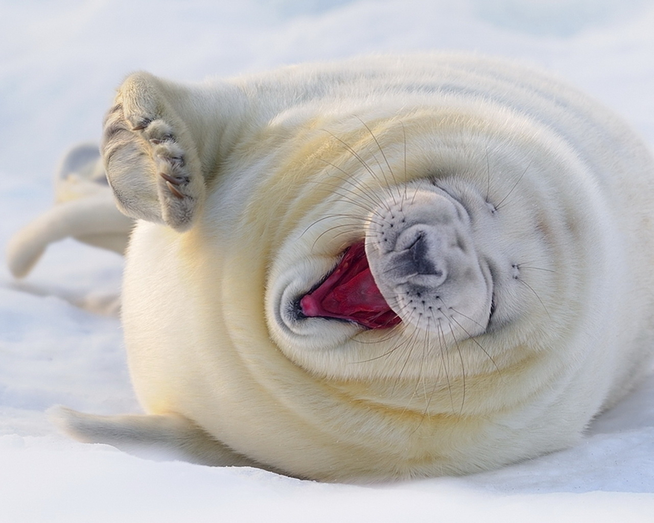 зевающий Морской котик