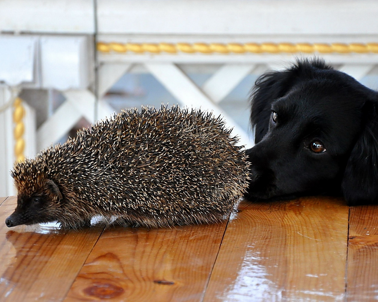 Пес и ежик