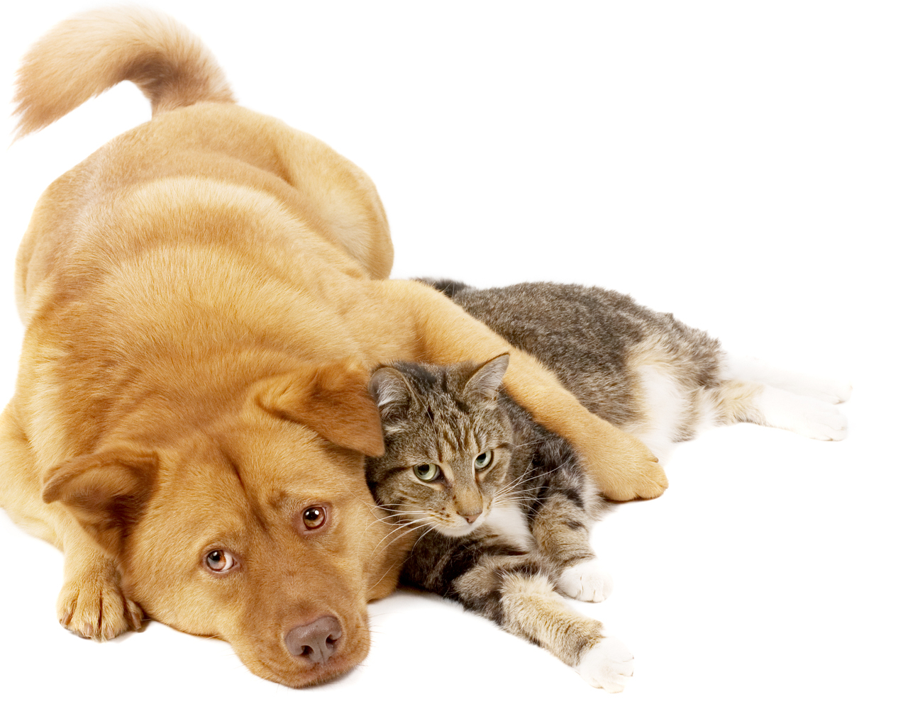 Пес и рыжий кот