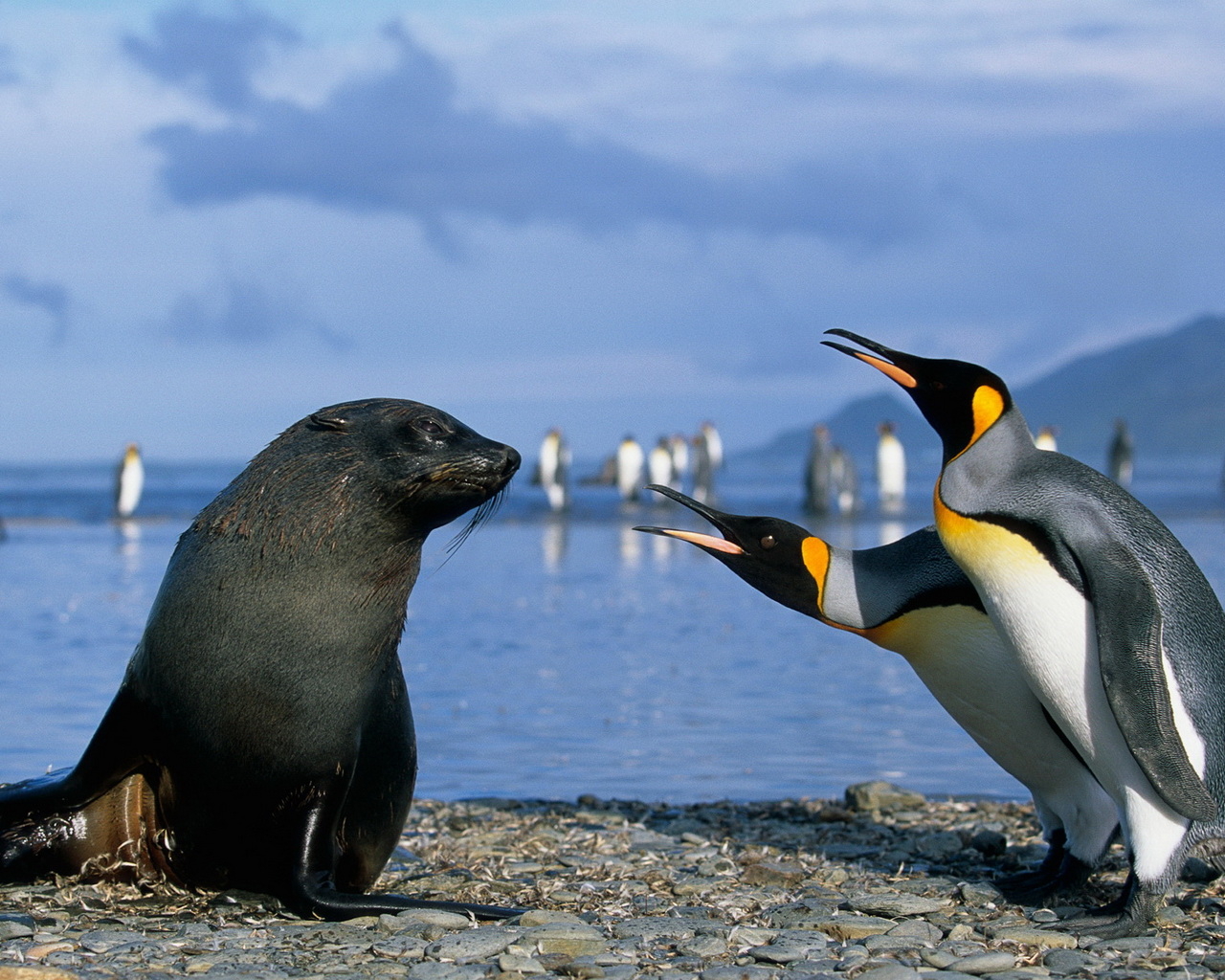 Морской котик и пингвины