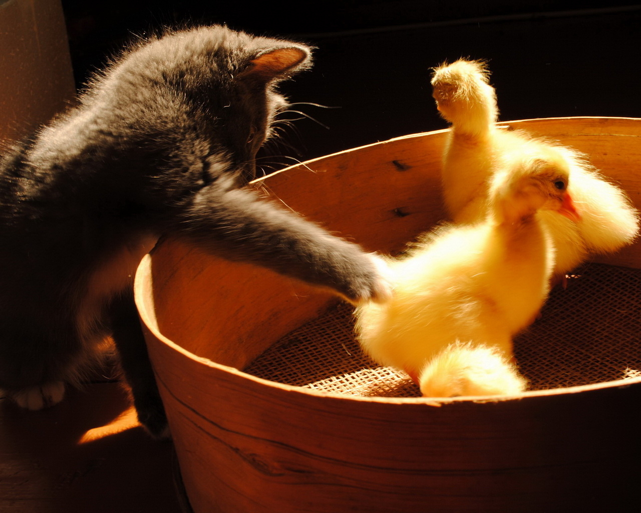 Котенок и утята