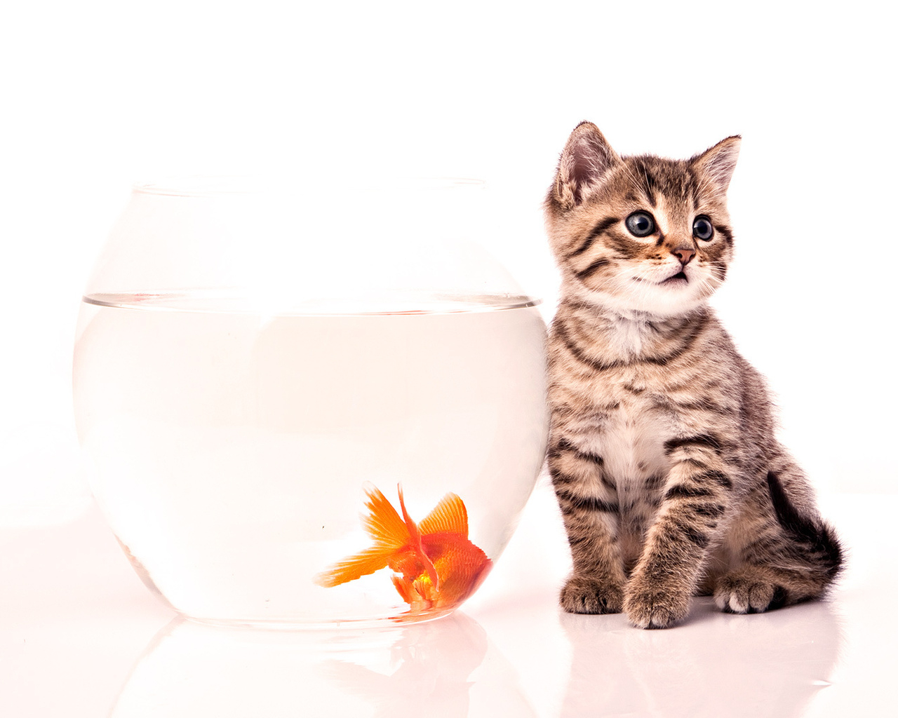 Котенок и золотая рыбка