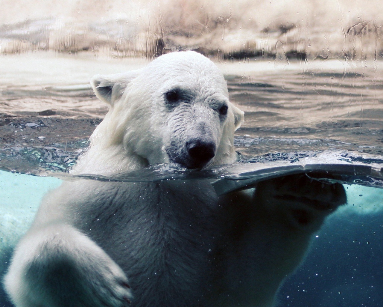 Polar bear in water