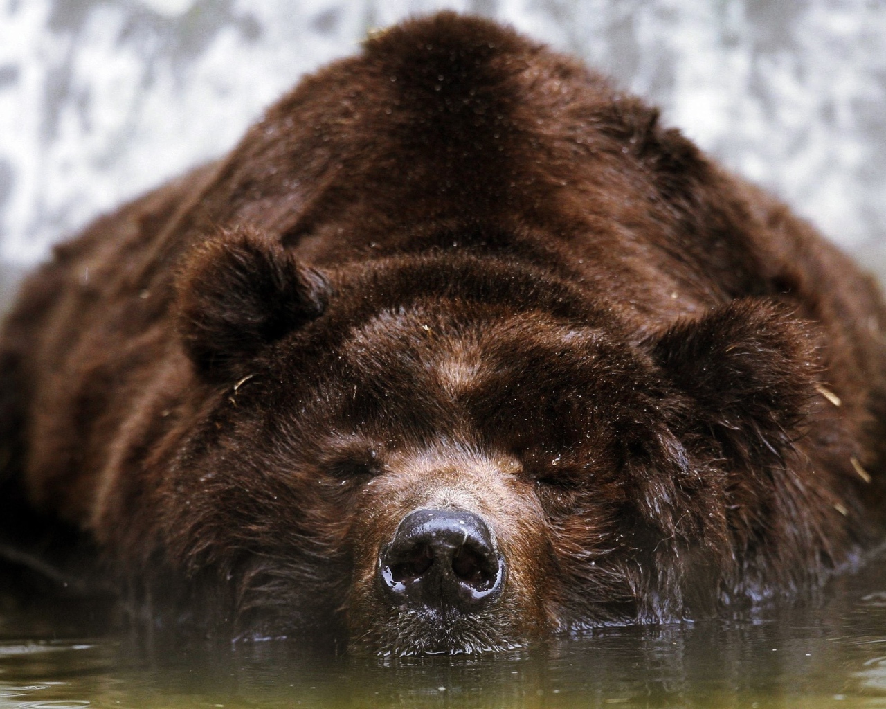 Спящий бурый медведь