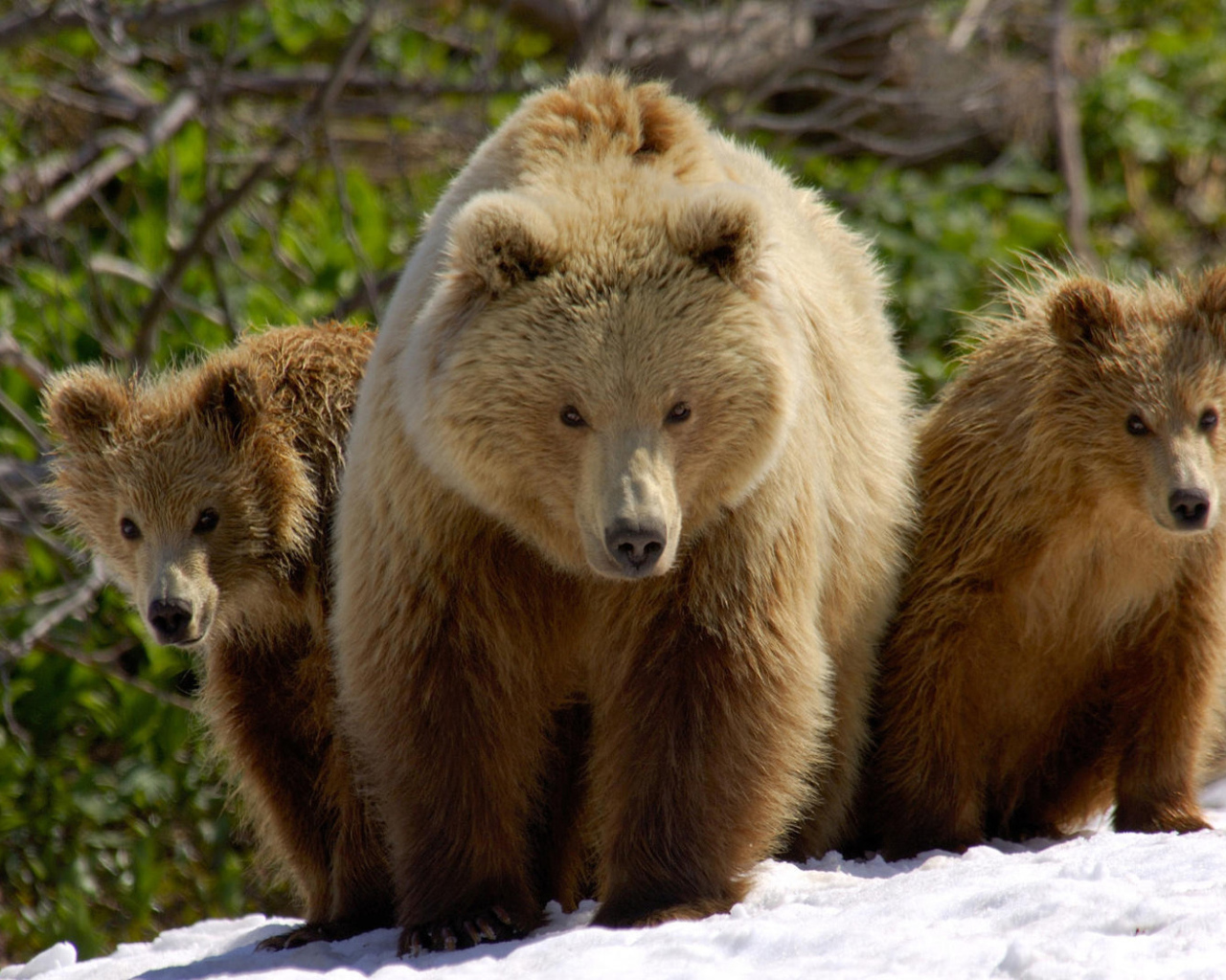 Три медведя