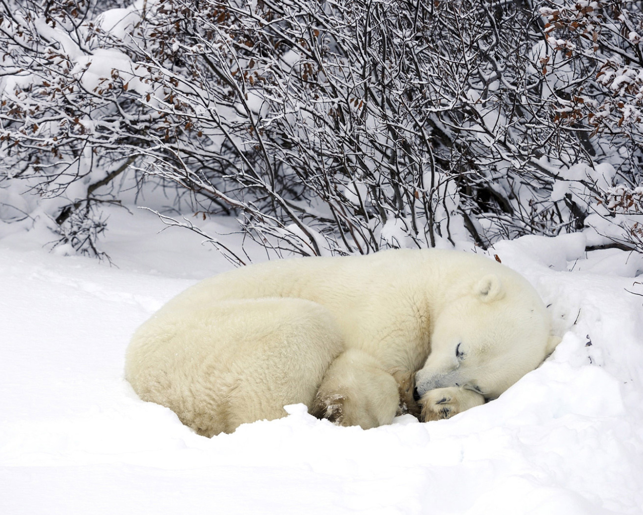 Мишка в снегу