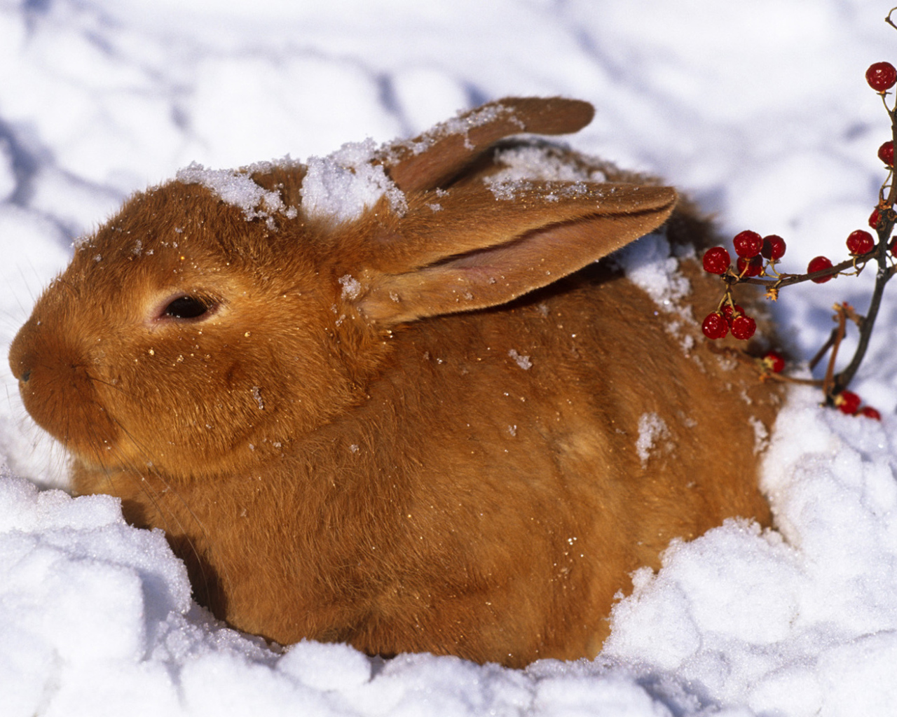Зайчик в снегу
