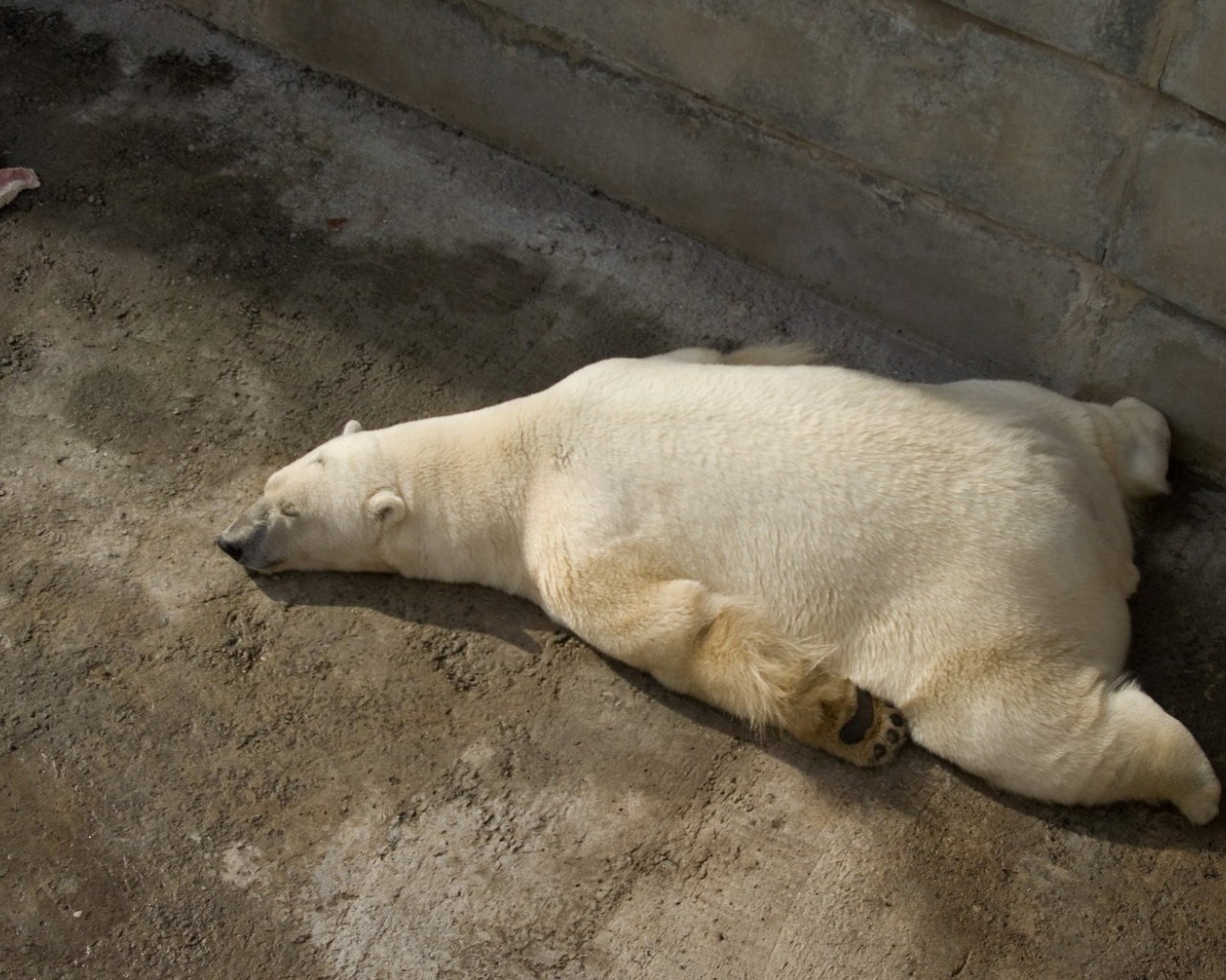 Отдыхающий белый медведь