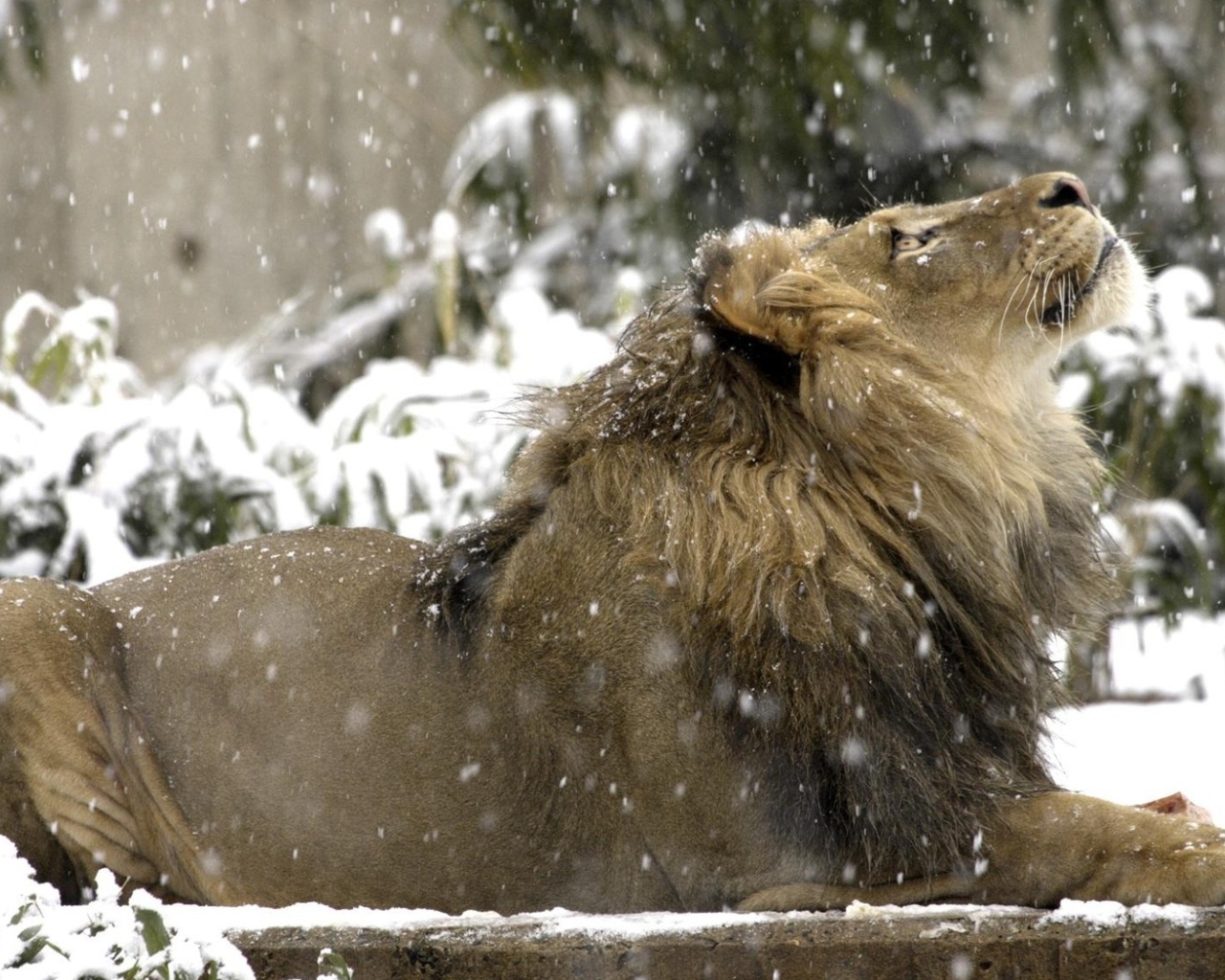 Лев под снегом