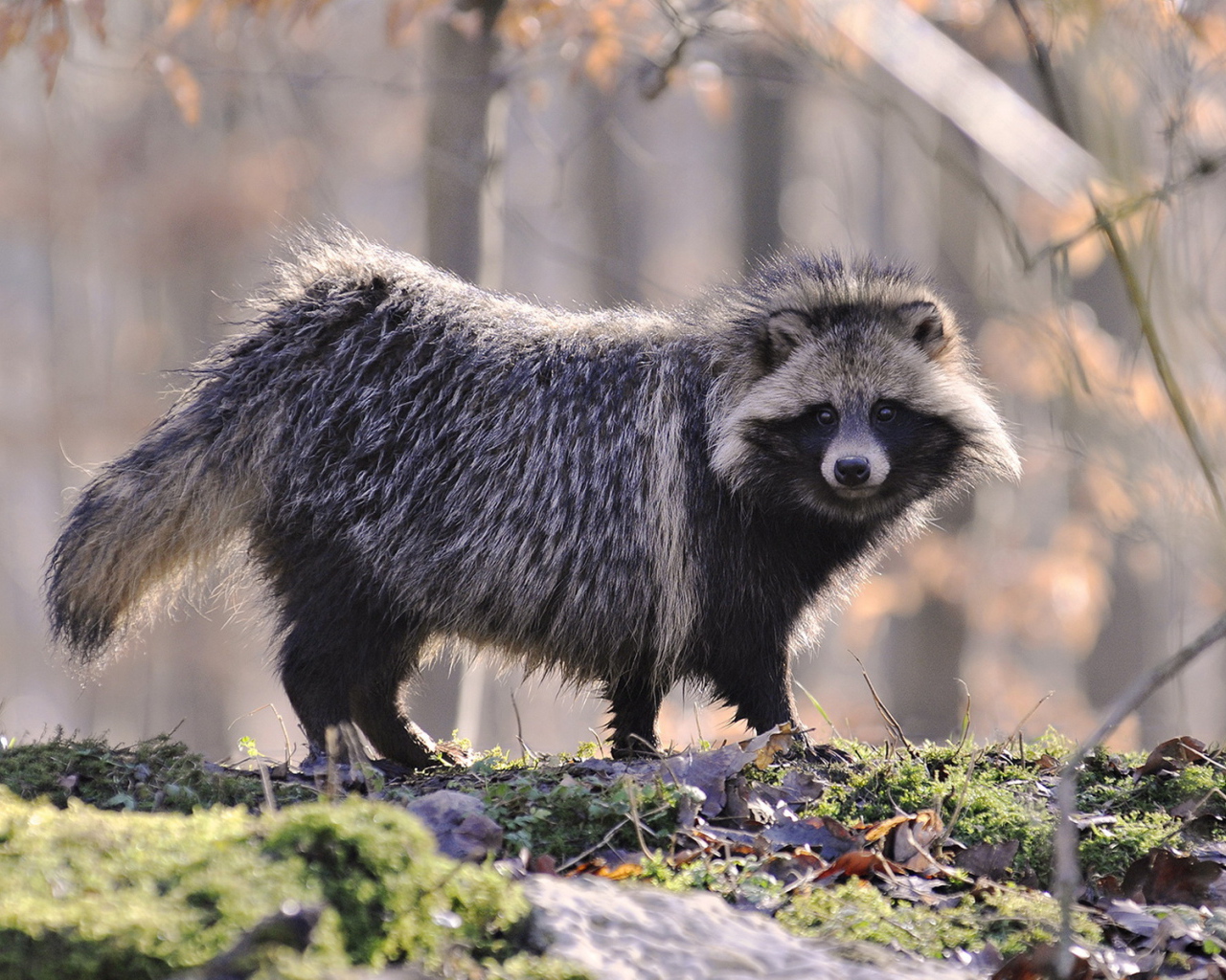 Одинокий енот