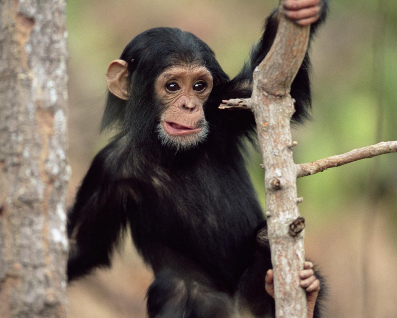 Обезьянка на дереве