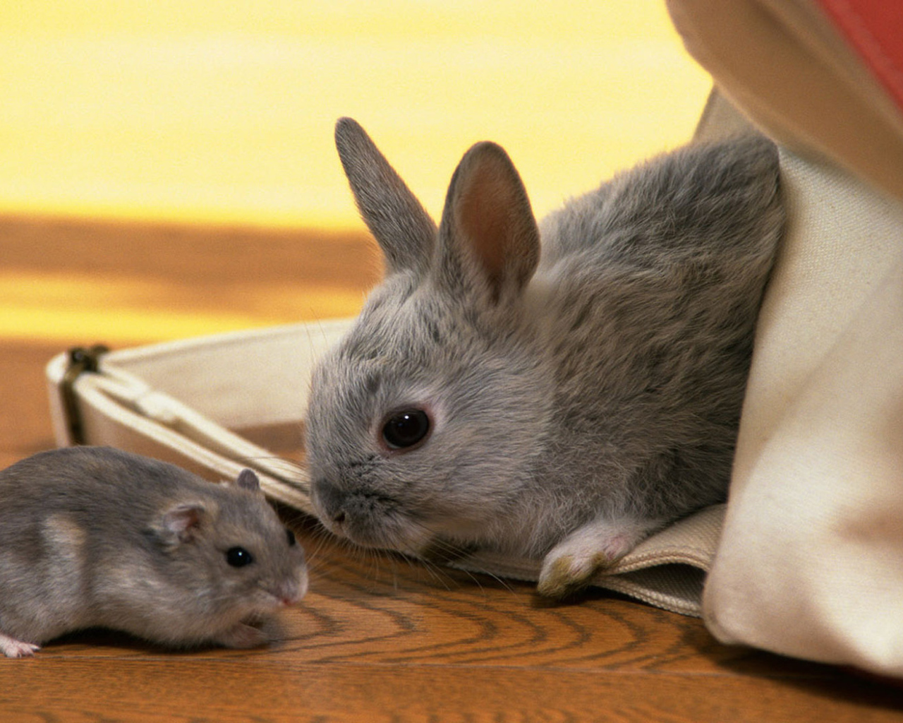 Кролик и хомяк