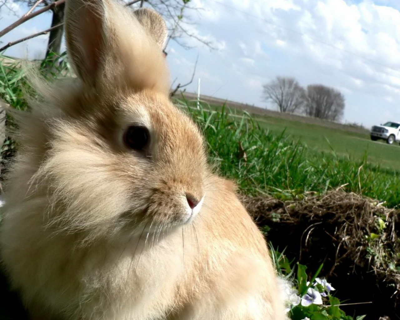 Кролик в травке
