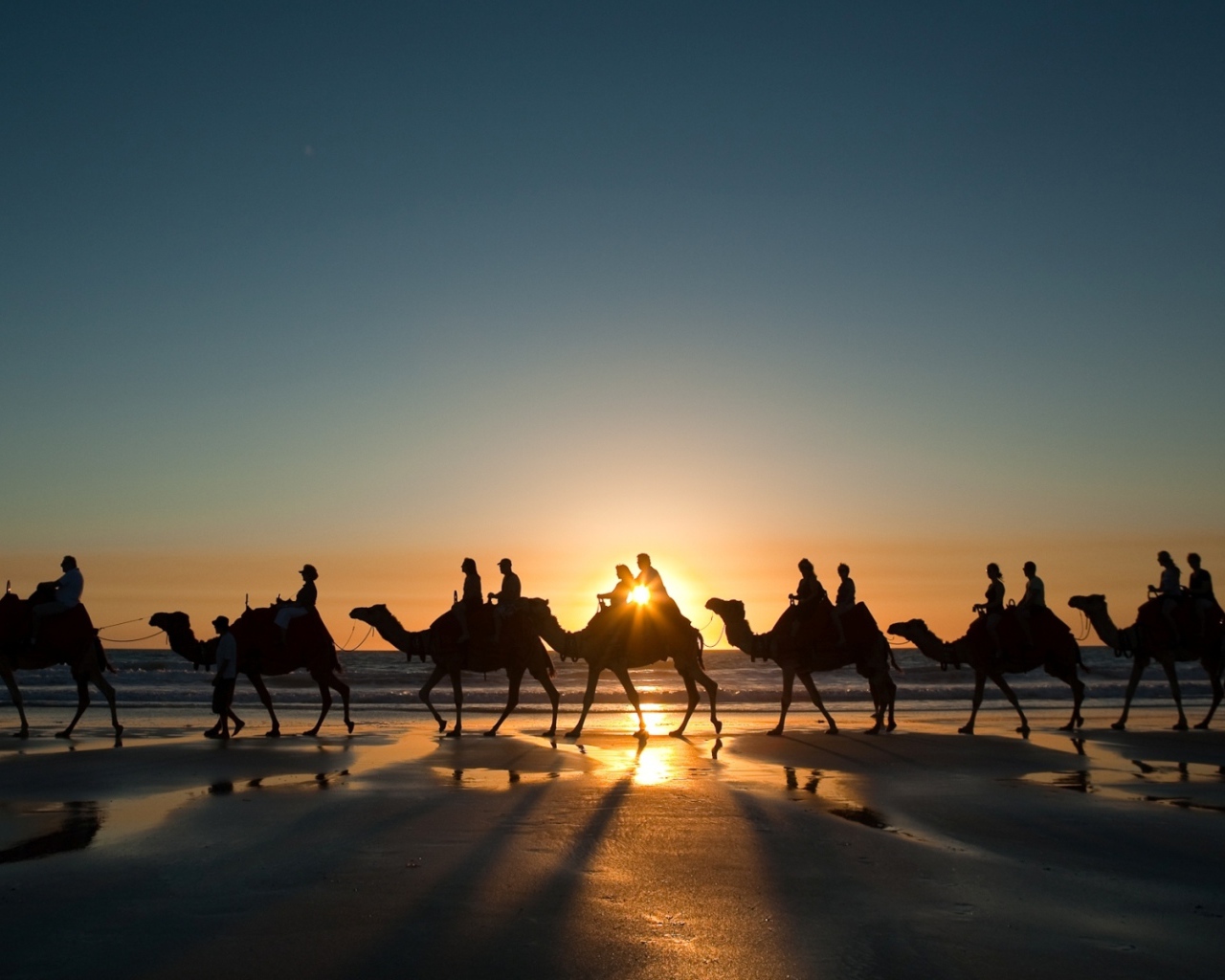 Верблюды у Красного моря