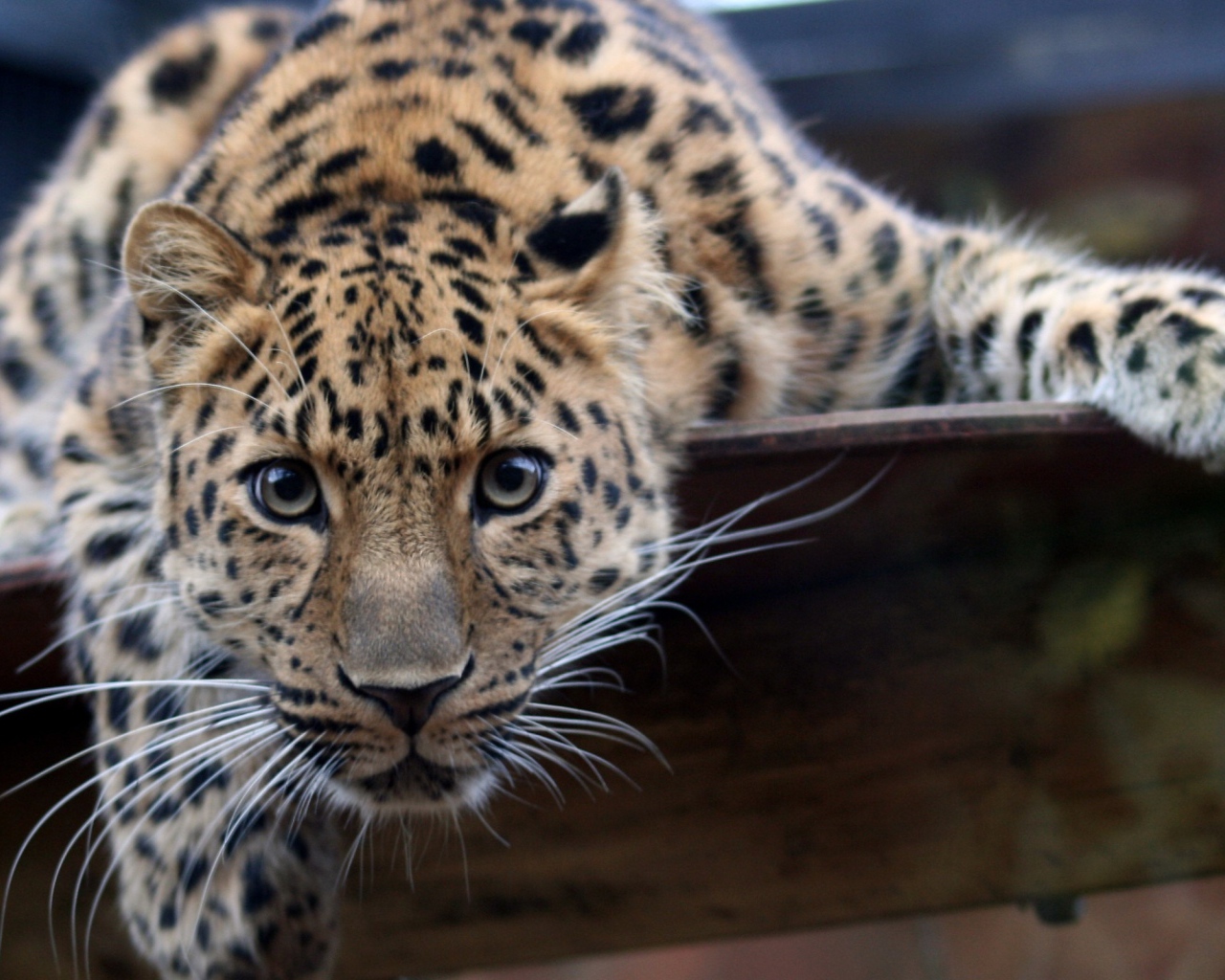 Взгляд леопарда