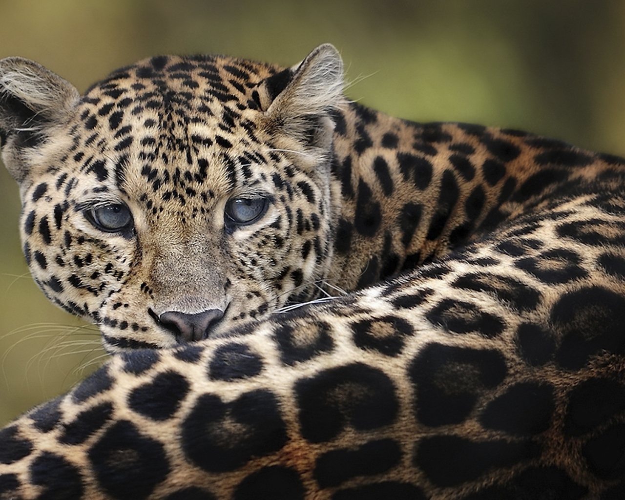 Дымчатый леопард