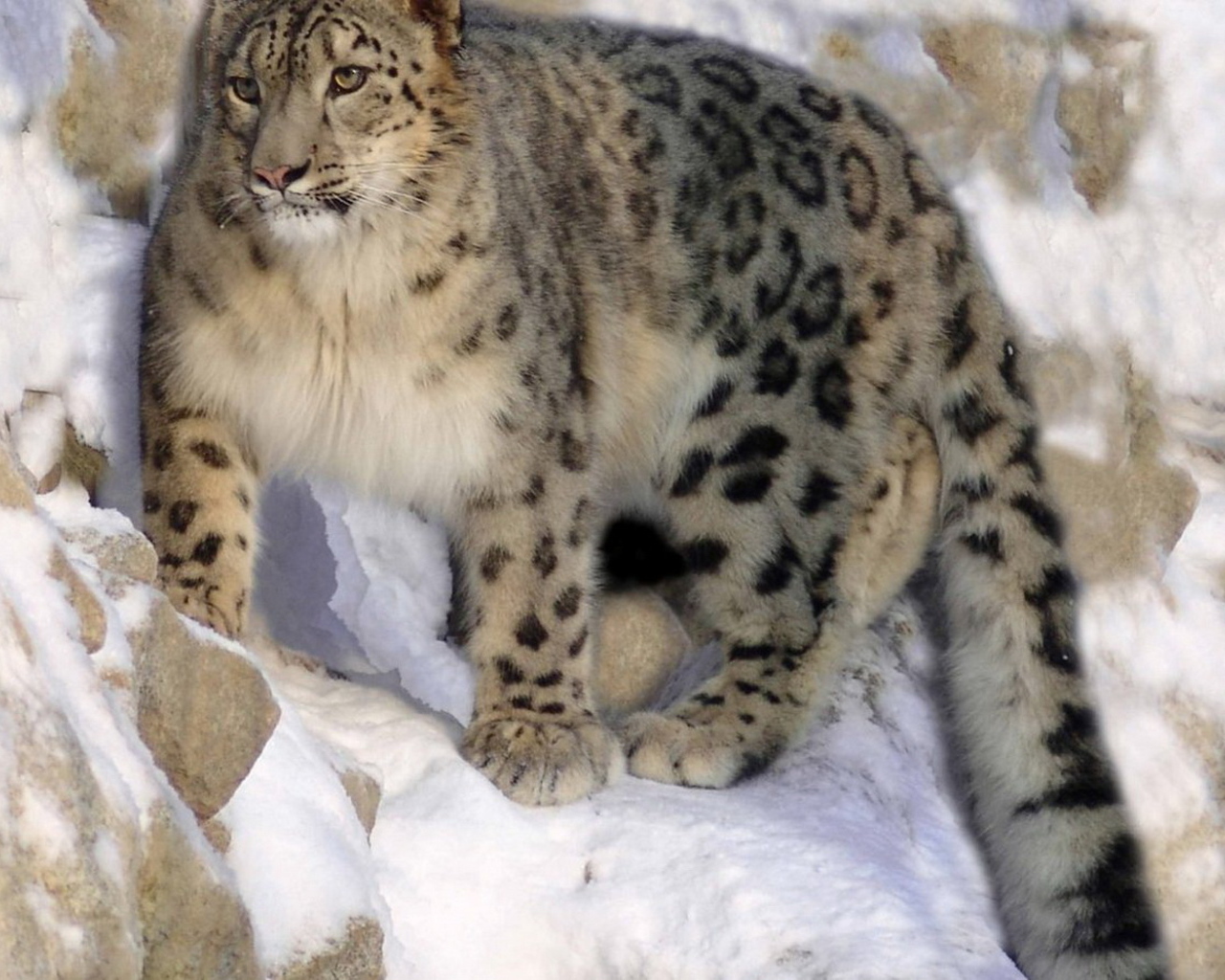 Ирбис на скале