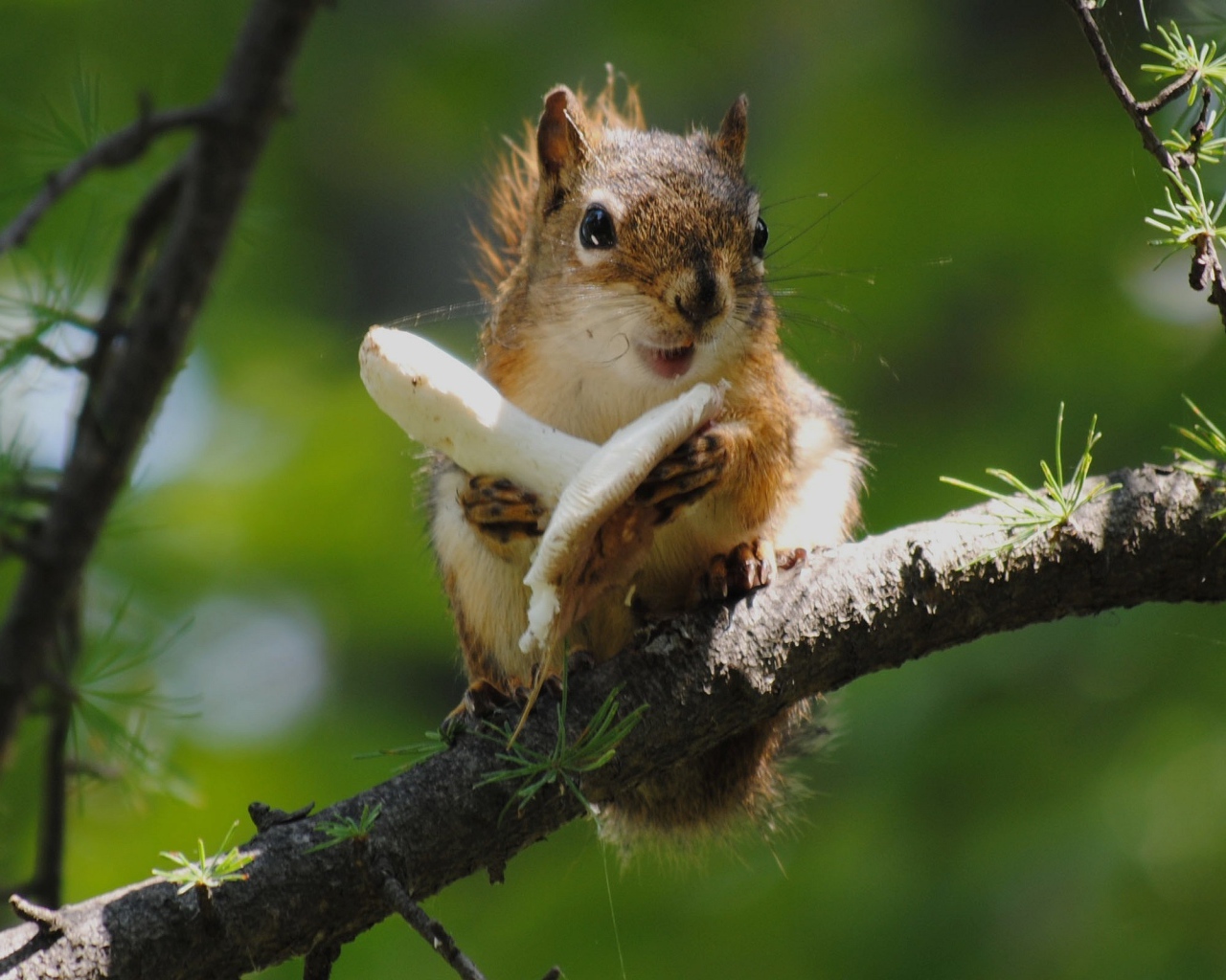 Белка и гриб