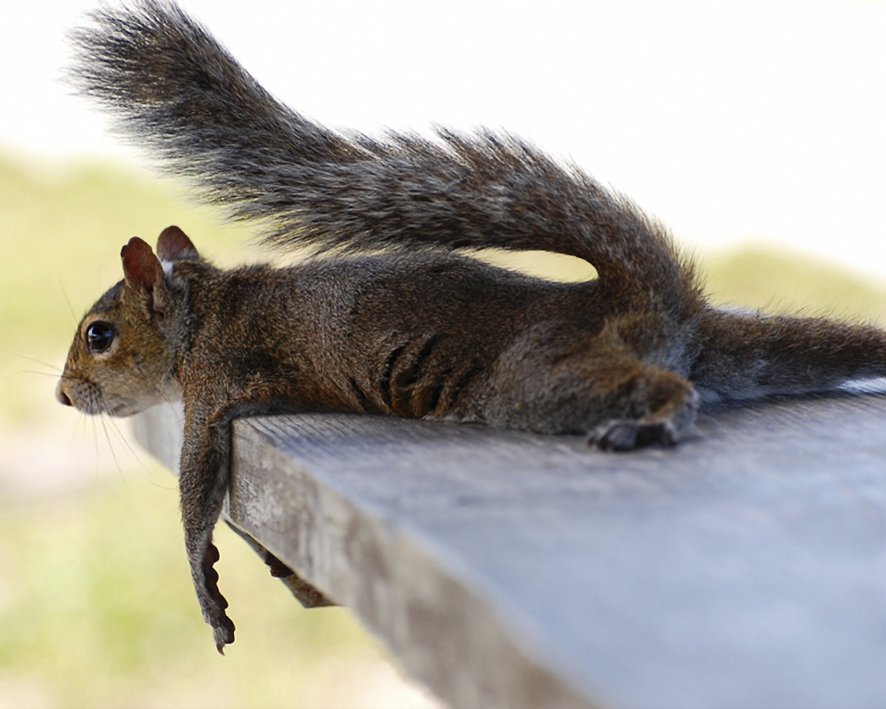 Белка на лавочке
