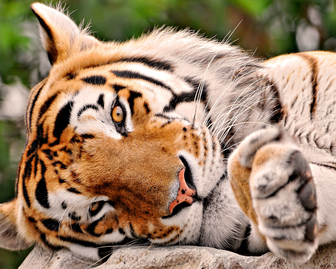 Тигриная мордашка