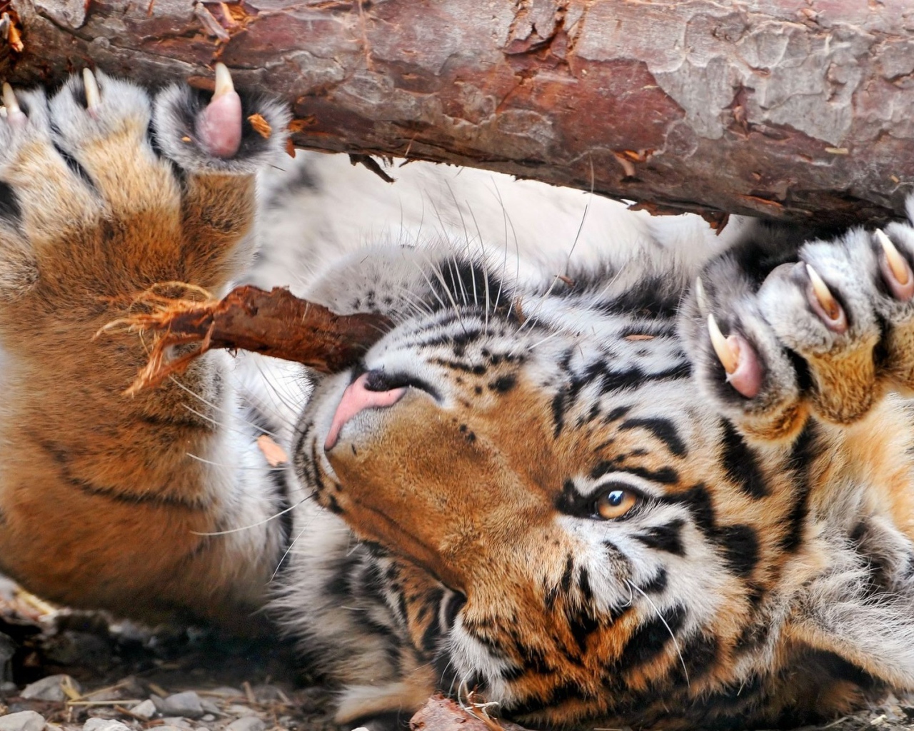 Тигр и бревно