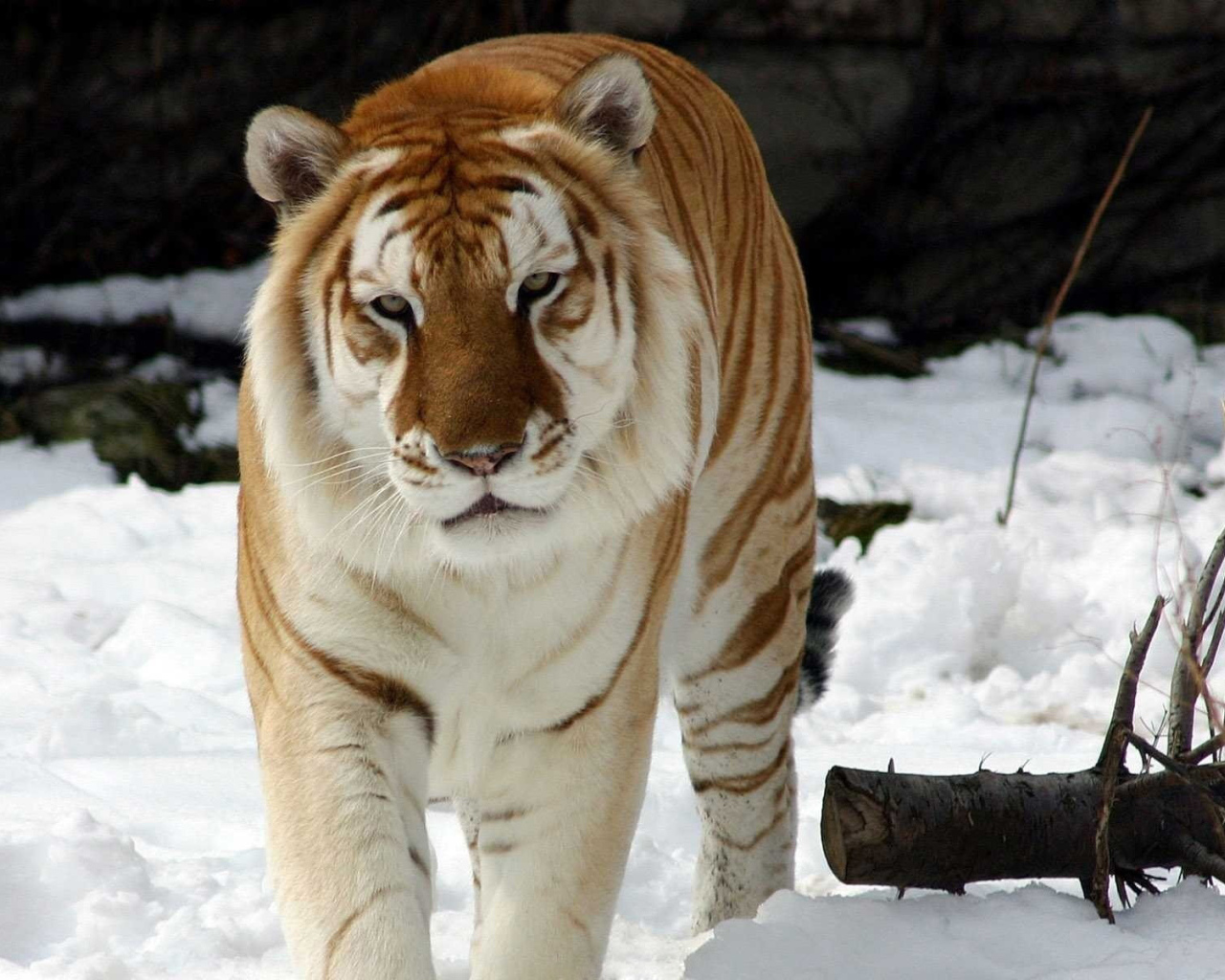 Тигр на снегу